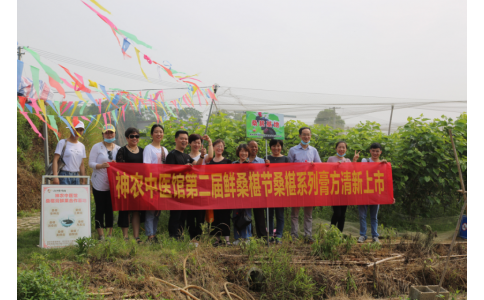 桑椹滿枝頭，采摘正當(dāng)時(shí)- 神農(nóng)中醫(yī)館鮮桑椹合作基地采摘紀(jì)實(shí)